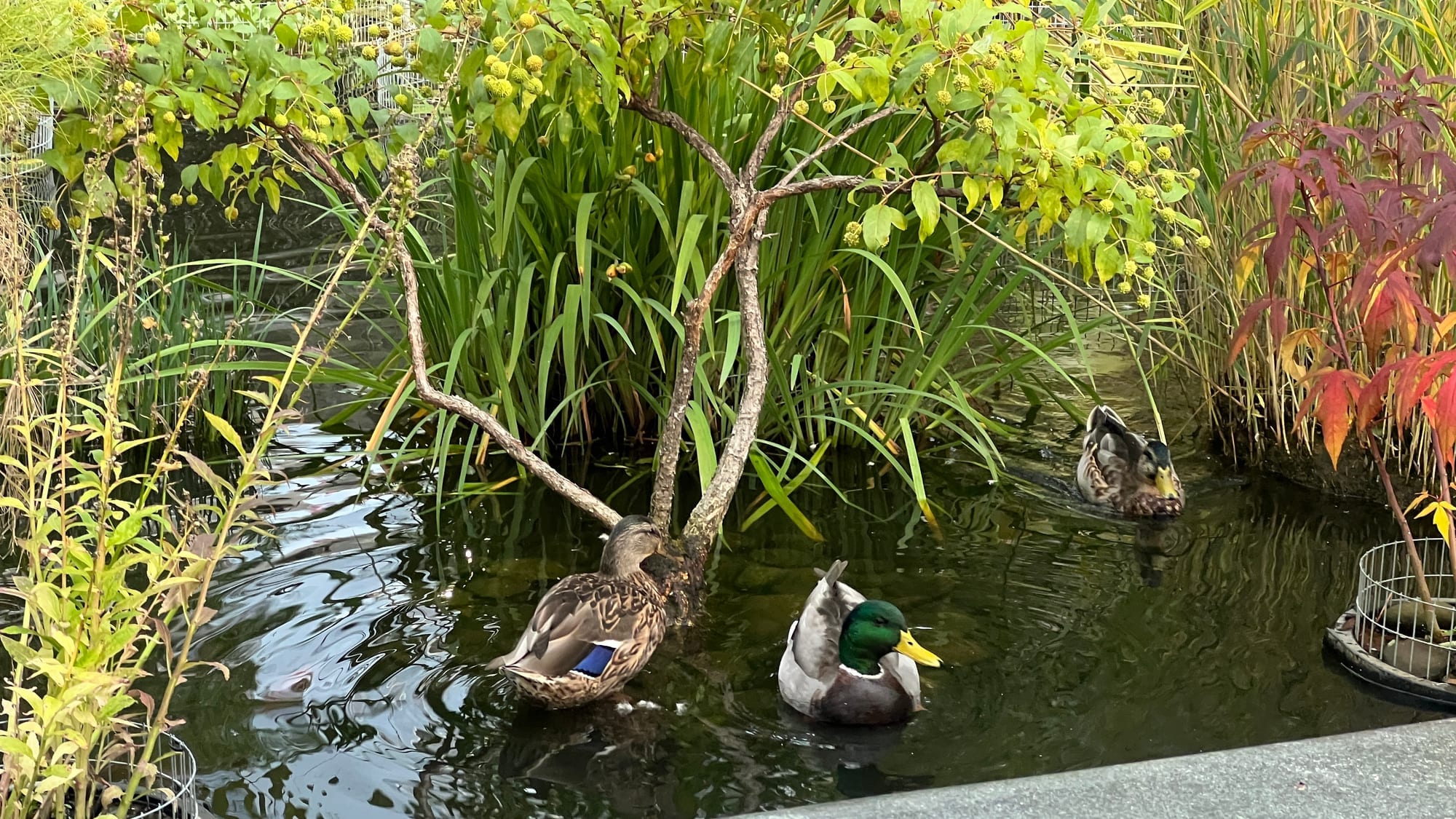 Mallard ducks swimming among the reeds in the lily pond at Rockefeller Park, Battery Park City.