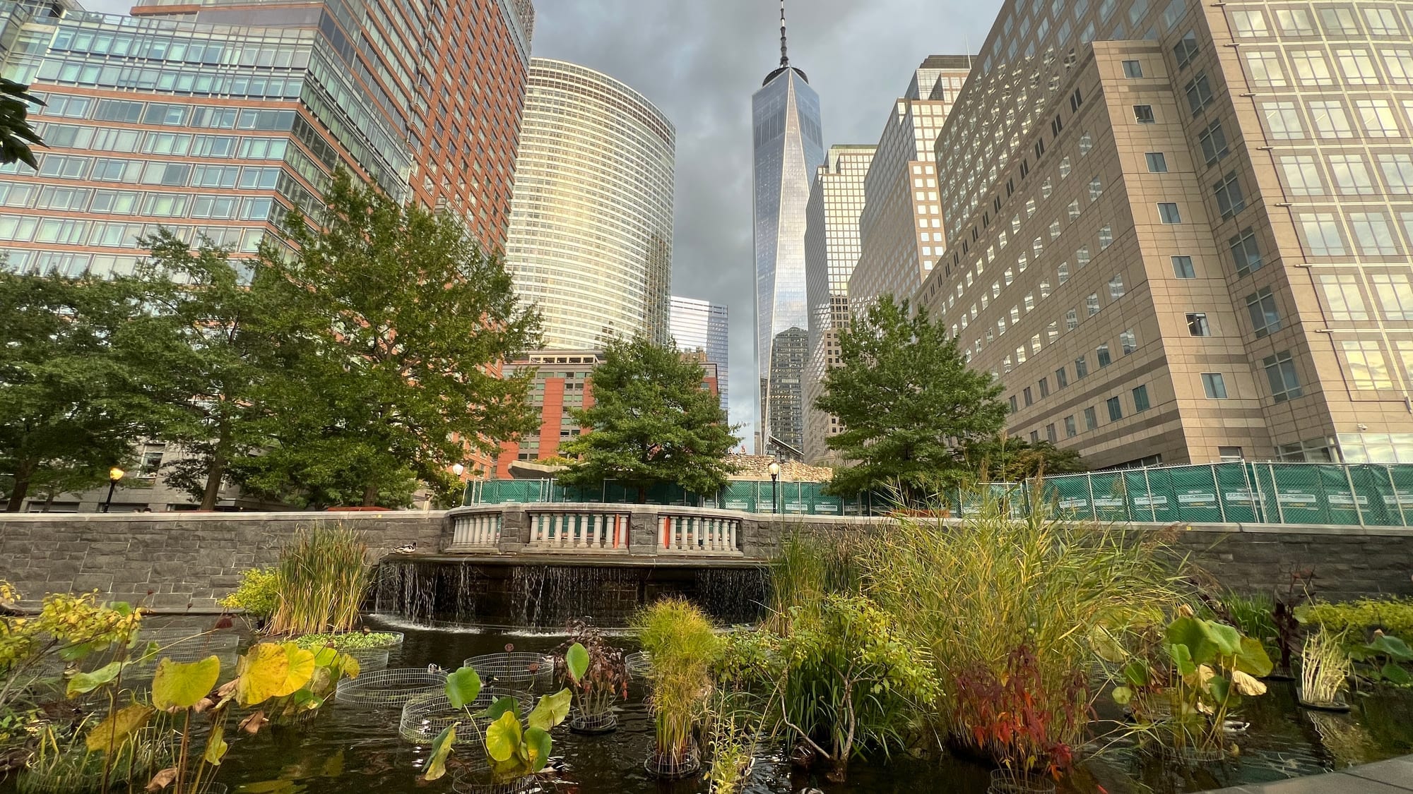 The lily pond in Rockefeller Park, full of reeds and lily pads, with One World Trade Center rising behind the trees.